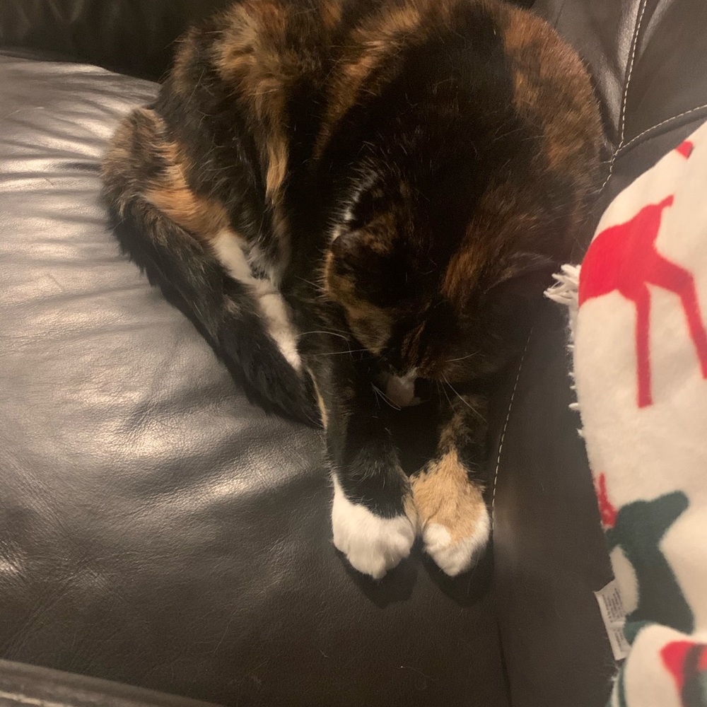 Meet your Posher, Cameron